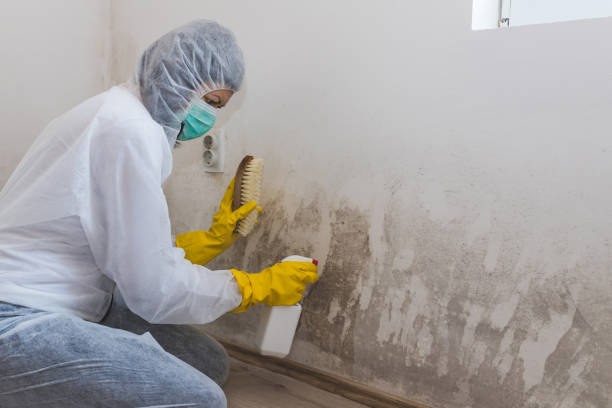 Best Environmental Consulting for Mold Prevention  in Moodus, CT